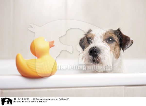 Parson Russell Terrier Portrait / Parson Russell Terrier Portrait / AP-09799