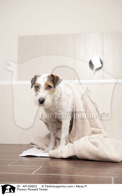 Parson Russell Terrier / Parson Russell Terrier / AP-09802