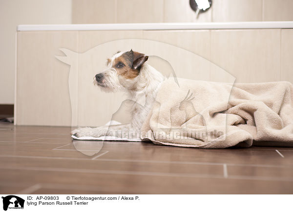 liegender Parson Russell Terrier / lying Parson Russell Terrier / AP-09803