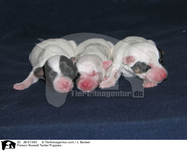 Parson Russell Terrier Welpen / Parson Russell Terrier Puppies / JB-01360