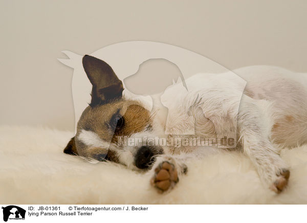 liegender Parson Russell Terrier / lying Parson Russell Terrier / JB-01361