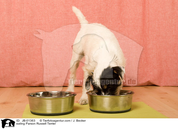 fressender Parson Russell Terrier / eating Parson Russell Terrier / JB-01363