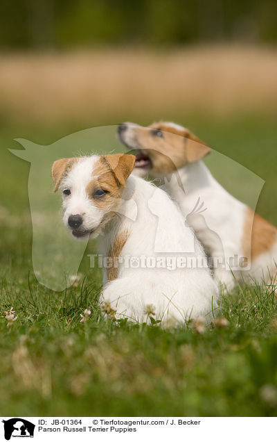 Parson Russell Terrier Welpen / Parson Russell Terrier Puppies / JB-01364
