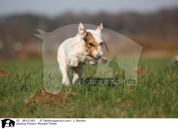 spielender Parson Russell Terrier / playing Parson Russell Terrier / JB-01383