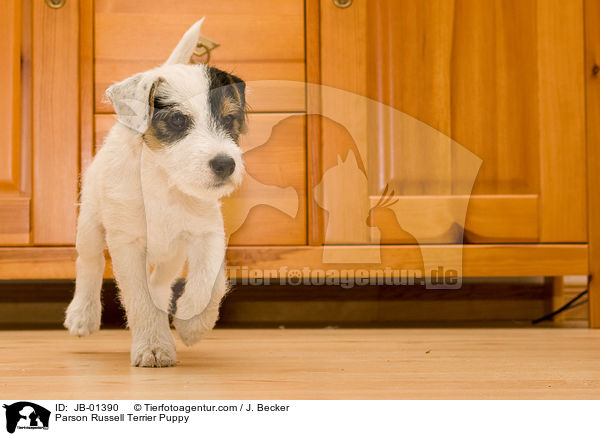 Parson Russell Terrier Welpe / Parson Russell Terrier Puppy / JB-01390