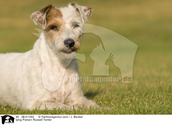 liegender Parson Russell Terrier / lying Parson Russell Terrier / JB-01392