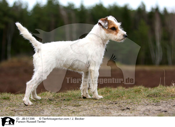 Parson Russell Terrier / Parson Russell Terrier / JB-01396