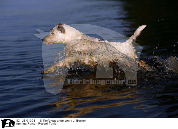 rennender Parson Russell Terrier / running Parson Russell Terrier / JB-01398