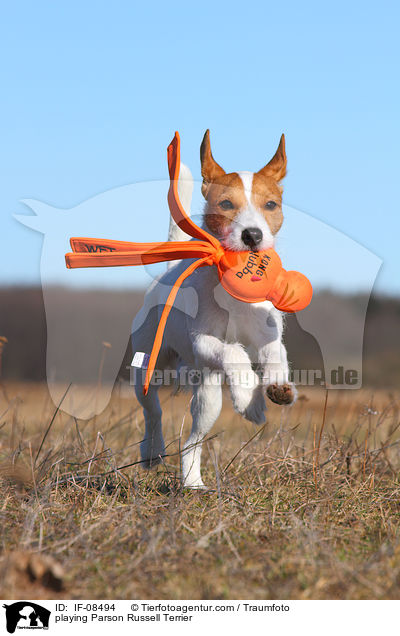 spielender Parson Russell Terrier / playing Parson Russell Terrier / IF-08494