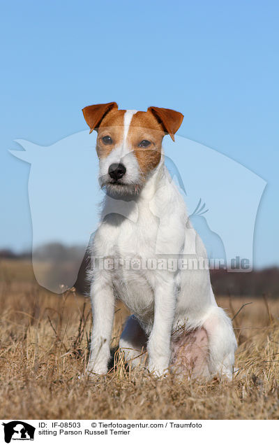 sitzender Parson Russell Terrier / sitting Parson Russell Terrier / IF-08503