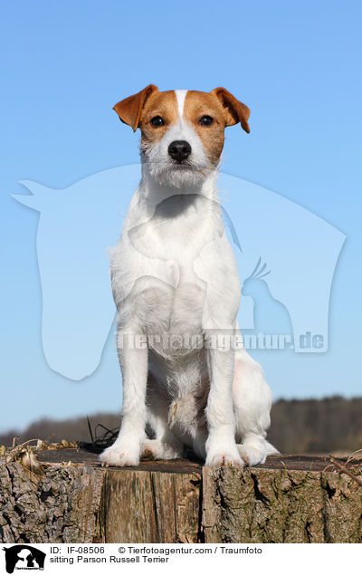 sitzender Parson Russell Terrier / sitting Parson Russell Terrier / IF-08506