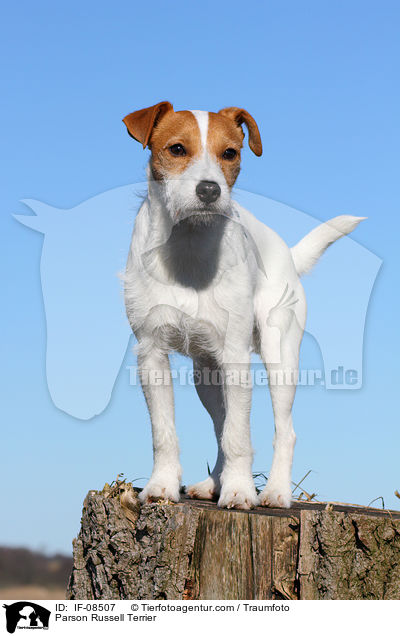 Parson Russell Terrier / Parson Russell Terrier / IF-08507