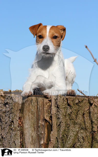 liegender Parson Russell Terrier / lying Parson Russell Terrier / IF-08508