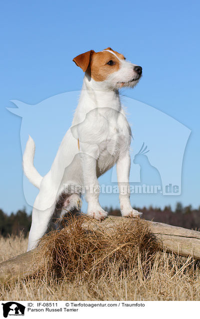 Parson Russell Terrier / Parson Russell Terrier / IF-08511