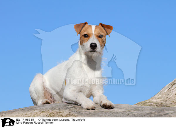 liegender Parson Russell Terrier / lying Parson Russell Terrier / IF-08515
