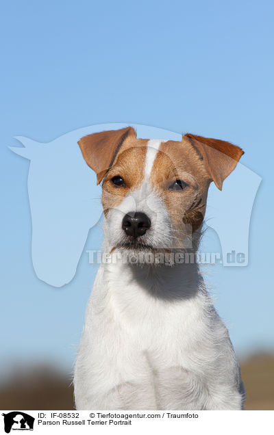 Parson Russell Terrier Portrait / Parson Russell Terrier Portrait / IF-08532