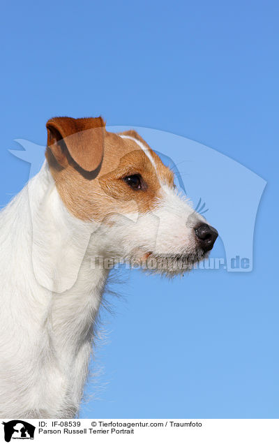 Parson Russell Terrier Portrait / Parson Russell Terrier Portrait / IF-08539