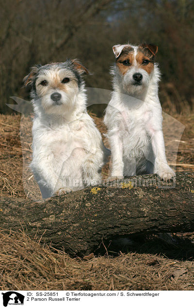2 Parson Russell Terrier / 2 Parson Russell Terrier / SS-25851