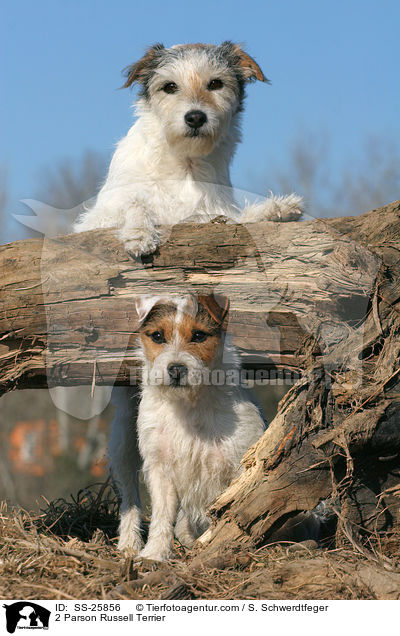2 Parson Russell Terrier / 2 Parson Russell Terrier / SS-25856