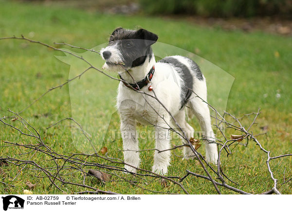 Parson Russell Terrier / Parson Russell Terrier / AB-02759
