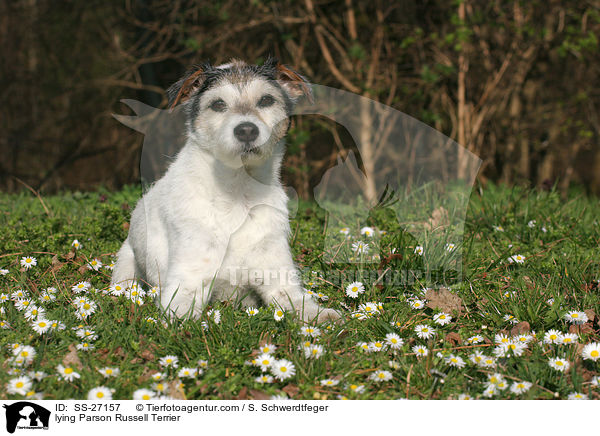 liegender Parson Russell Terrier / lying Parson Russell Terrier / SS-27157