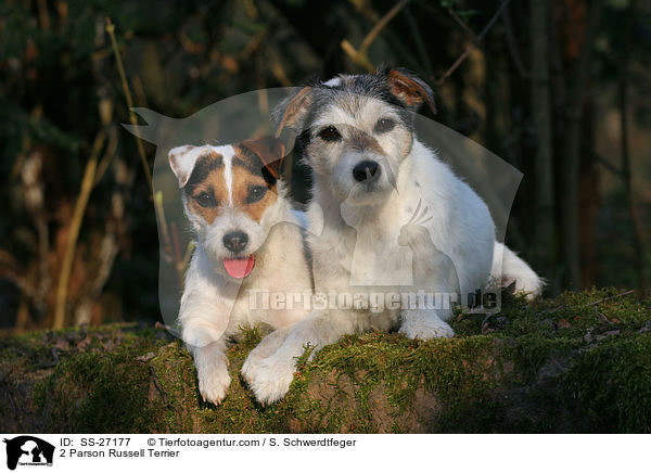 2 Parson Russell Terrier / 2 Parson Russell Terrier / SS-27177