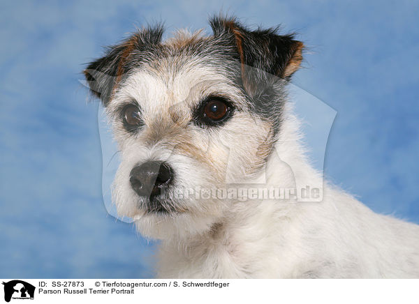 Parson Russell Terrier Portrait / Parson Russell Terrier Portrait / SS-27873