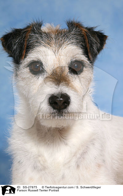 Parson Russell Terrier Portrait / Parson Russell Terrier Portrait / SS-27875