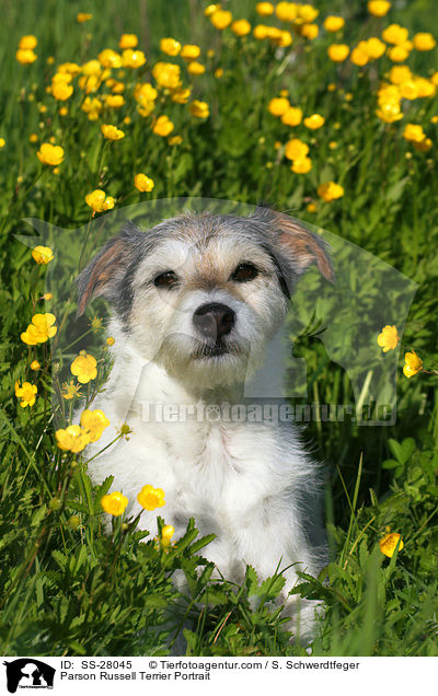 Parson Russell Terrier Portrait / Parson Russell Terrier Portrait / SS-28045