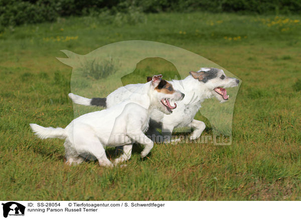 rennende Parson Russell Terrier / running Parson Russell Terrier / SS-28054