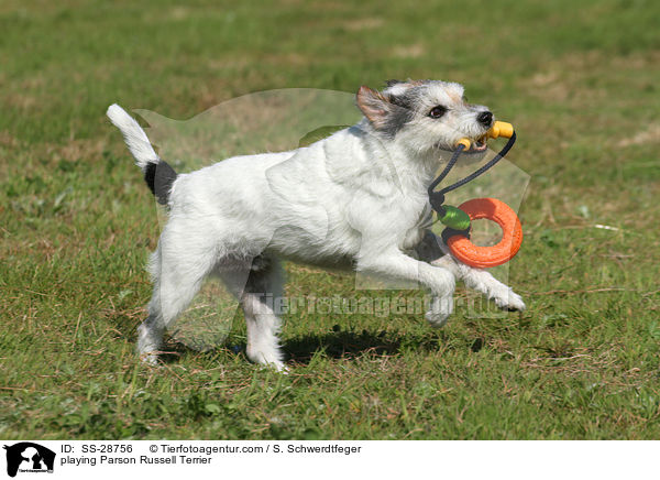 spielender Parson Russell Terrier / playing Parson Russell Terrier / SS-28756