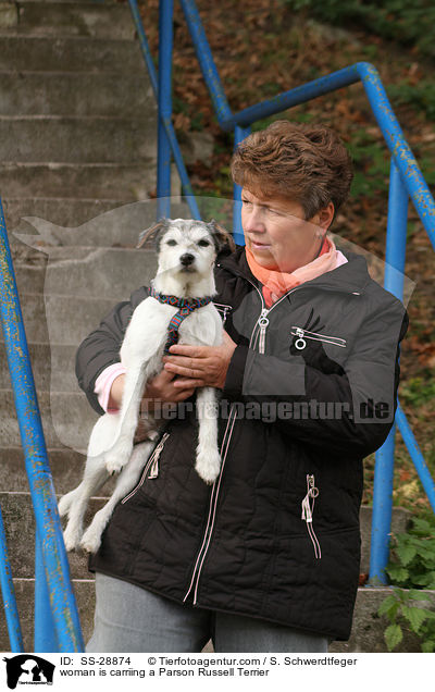 Frau trgt Parson Russell Terrier / woman is carriing a Parson Russell Terrier / SS-28874