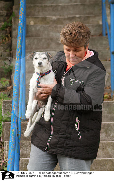 Frau trgt Parson Russell Terrier / woman is carriing a Parson Russell Terrier / SS-28875
