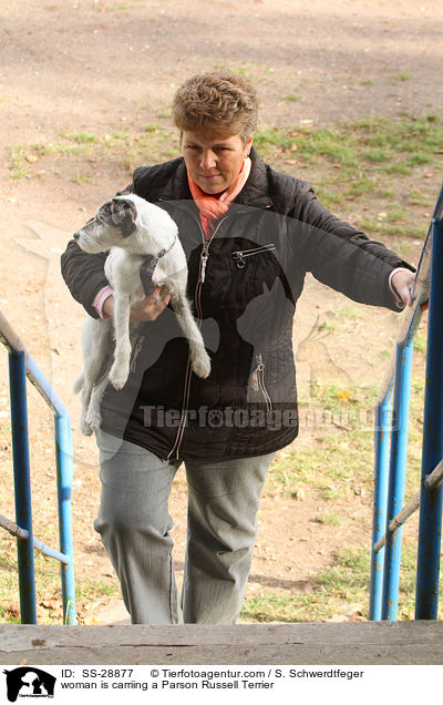 Frau trgt Parson Russell Terrier / woman is carriing a Parson Russell Terrier / SS-28877