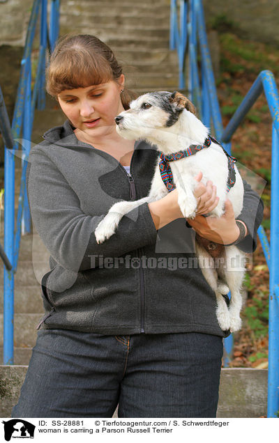 Frau trgt Parson Russell Terrier / woman is carriing a Parson Russell Terrier / SS-28881