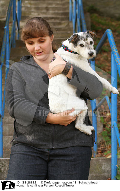 Frau trgt Parson Russell Terrier / woman is carriing a Parson Russell Terrier / SS-28882