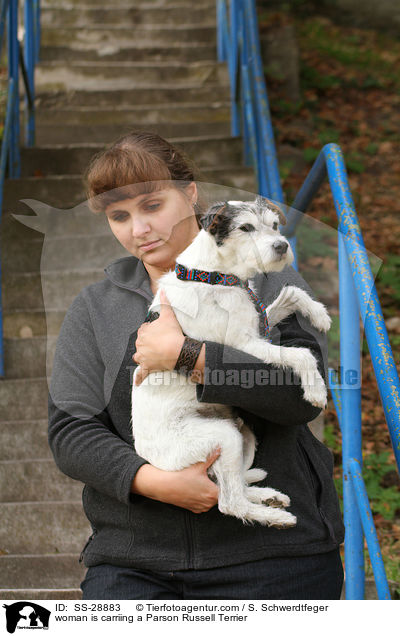 Frau trgt Parson Russell Terrier / woman is carriing a Parson Russell Terrier / SS-28883