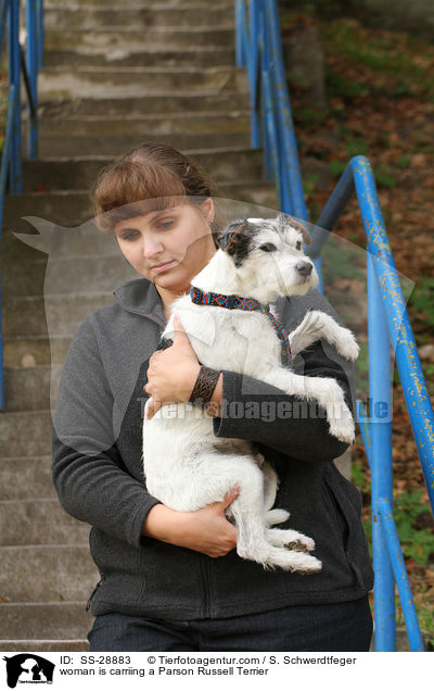 Frau trgt Parson Russell Terrier / woman is carriing a Parson Russell Terrier / SS-28883