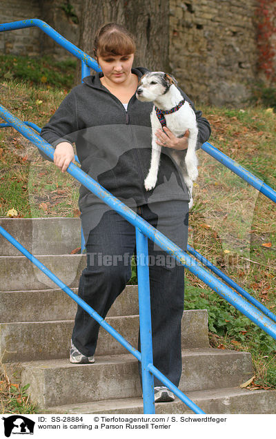 Frau trgt Parson Russell Terrier / woman is carriing a Parson Russell Terrier / SS-28884