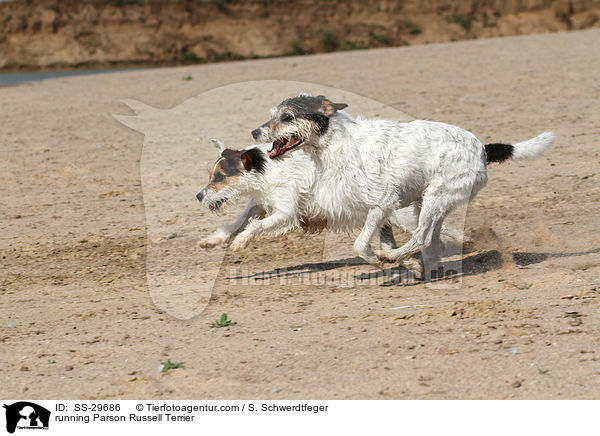 rennende Parson Russell Terrier / running Parson Russell Terrier / SS-29686
