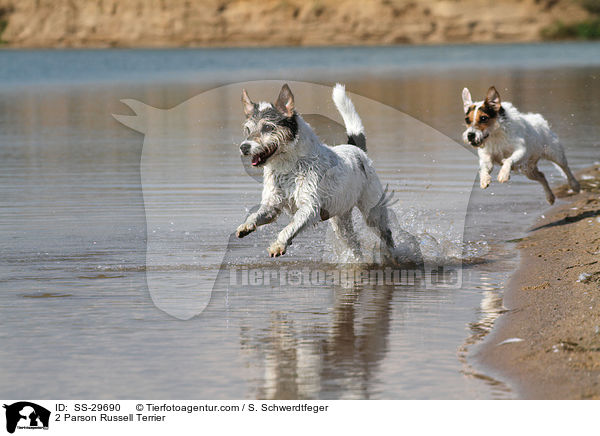 2 Parson Russell Terrier / 2 Parson Russell Terrier / SS-29690