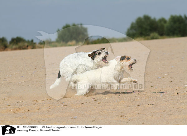 rennende Parson Russell Terrier / running Parson Russell Terrier / SS-29693