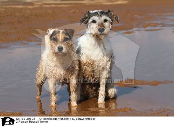2 Parson Russell Terrier / 2 Parson Russell Terrier / SS-29698
