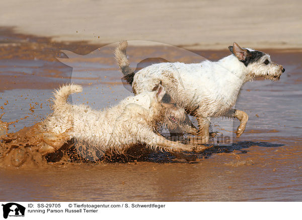 rennende Parson Russell Terrier / running Parson Russell Terrier / SS-29705