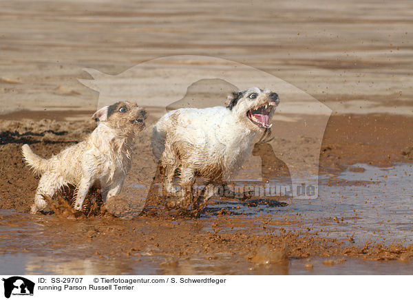 rennende Parson Russell Terrier / running Parson Russell Terrier / SS-29707