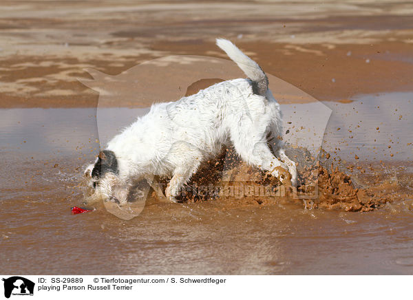 spielender Parson Russell Terrier / playing Parson Russell Terrier / SS-29889