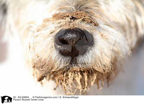 Parson Russell Terrier Nase / Parson Russell Terrier nose / SS-29894