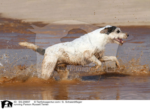 running Parson Russell Terrier / SS-29897
