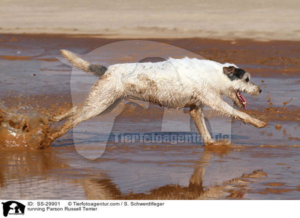 rennender Parson Russell Terrier / running Parson Russell Terrier / SS-29901