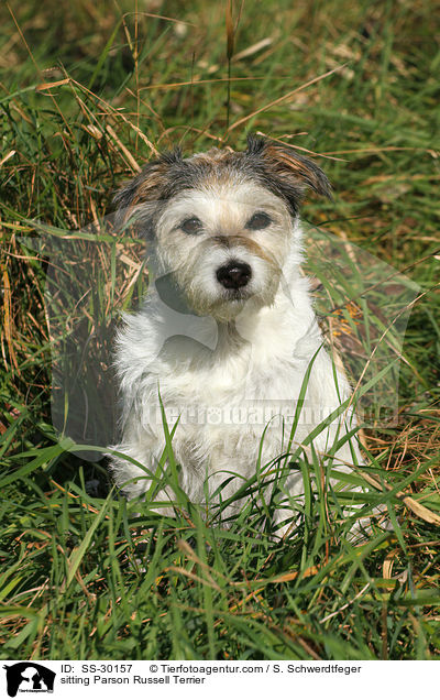 sitzender Parson Russell Terrier / sitting Parson Russell Terrier / SS-30157
